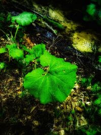 High angle view of leaves