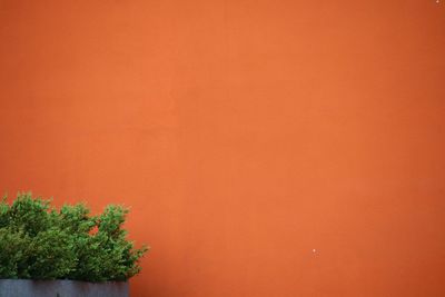 Plants growing against orange wall