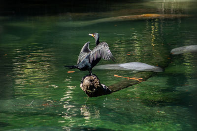 Duck swimming in a lake