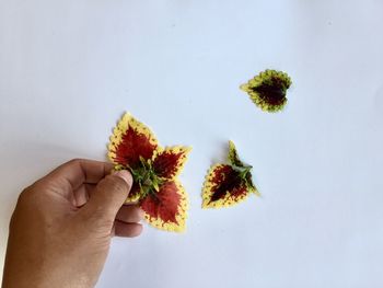 Close-up of hand holding plant against white wall