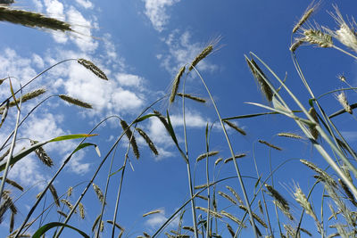 Low angle view of plants growing on field against sky