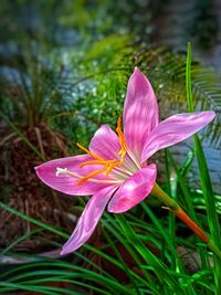 Close-up of pink lily blooming outdoors