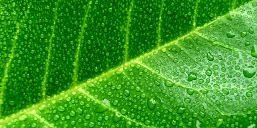 Full frame shot of green leaves