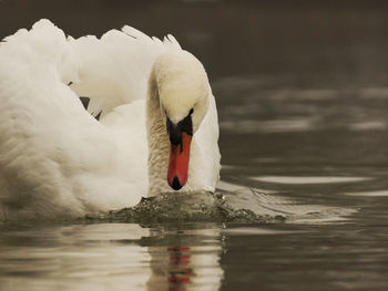 Close-up of mute swan foraging in lake