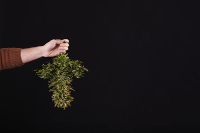 A man's hand holding a cut cannabis plant on black background