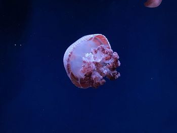 Close-up of jellyfish swimming in sea