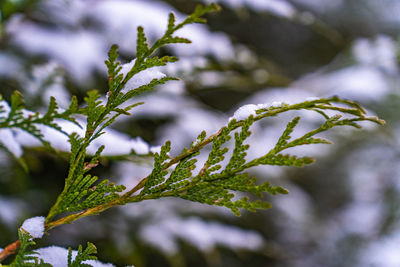 Optional focus on a branch of thuja in winter covered with snow