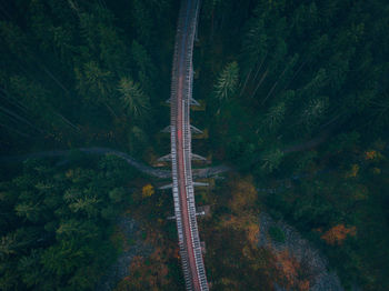 High angle view of trees in forest