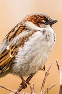 Close-up of bird perching on twig