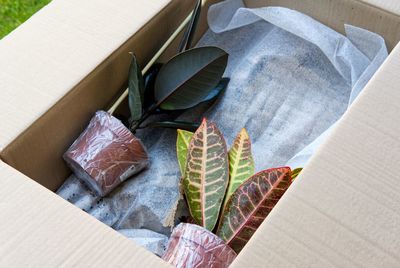 High angle view of leaves on table