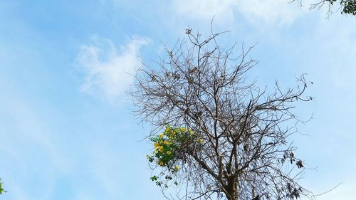 Low angle view of tree against sky