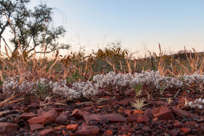 Close-up of dry plants on field against sky