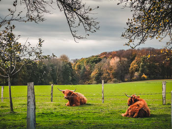 Horses in a field