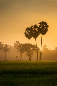 Trees growing on field against sky during sunset