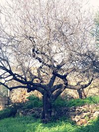 View of cherry tree on field