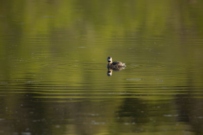 Pied-billed grebe in spring plumage floating in lake with reflection of green vegetation 