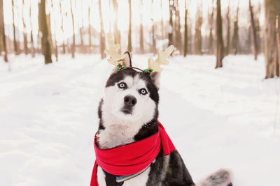 Christmas husky dog in red scarf, deer horns, santa attire in the snowy forest with sun light beams