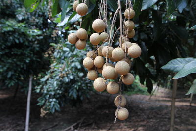 Close-up of berries growing on tree