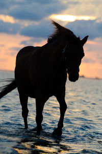 Horse standing on sea shore against sky during sunset