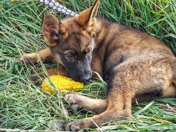 Close-up of dog lying on grass