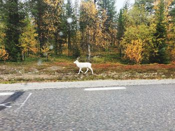 Dog on road in forest