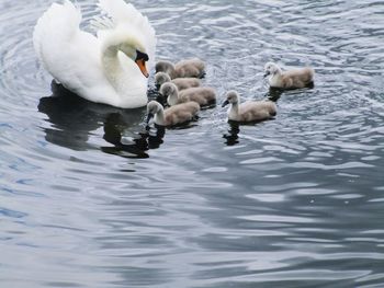 Swans swimming in lake