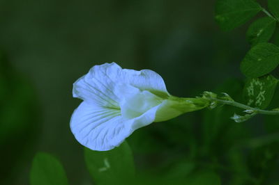 Close-up of purple flowering plant