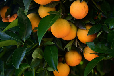 Orange fruits on tree