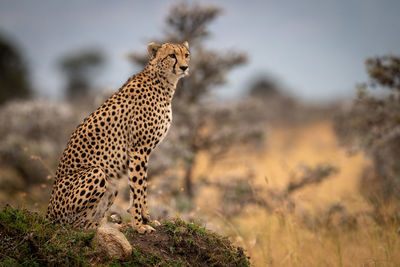 Cheetah on land