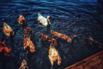 High angle view of ducks swimming in sea