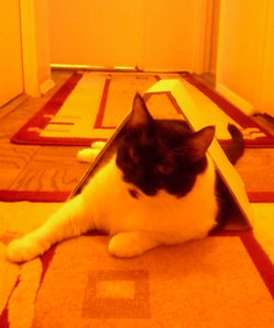 Cat sleeping on tiled floor