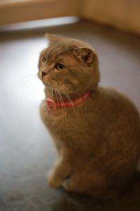 Close-up of a cat looking away