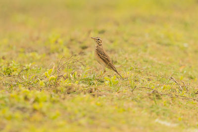 Bird perching on a field