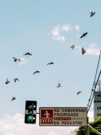 Low angle view of birds flying in the sky