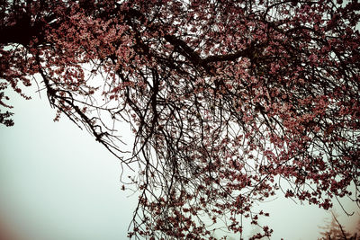 Low angle view of bare trees against sky