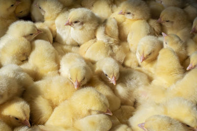 High angle view of a ducks