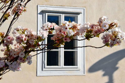 Flowers on window of building