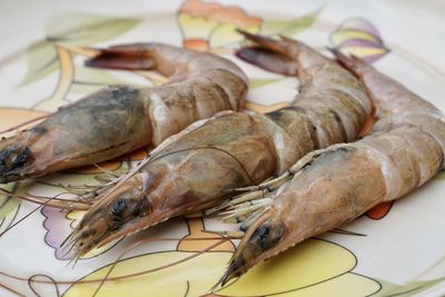 High angle view of dead fish on table