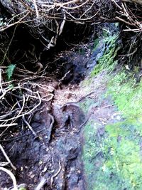 Close-up of tree trunk in forest