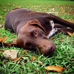 Close-up of dog lying on grass in field