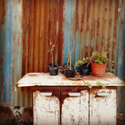 Close-up of potted plant