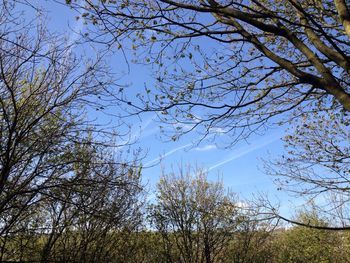 Low angle view of trees against sky