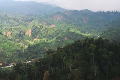 Panoramic view of pine trees in forest