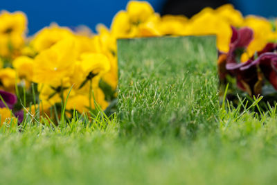 Close-up of yellow flowering plants on field