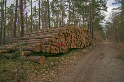 Stack of logs in forest