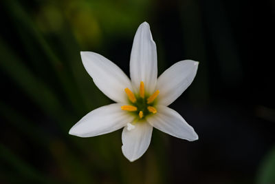 Close-up of white flower