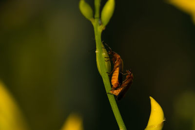 Close-up of two insects on flower