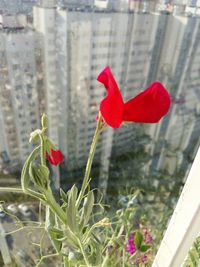 Close-up of red poppy blooming outdoors