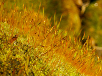 Close-up of yellow grass on field