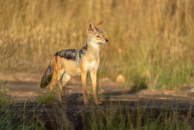 Black-backed jackal stands facing right in sunshine